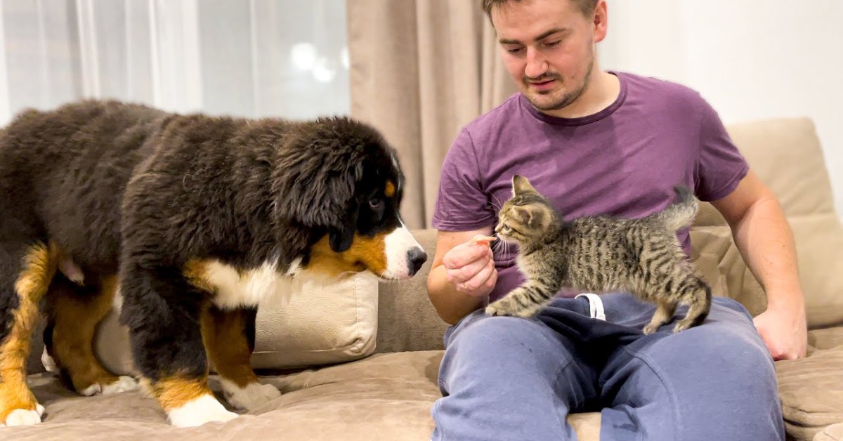 Un gattino e cucciolo di Bernese iniziano a conoscersi davanti al padrone (VIDEO)
