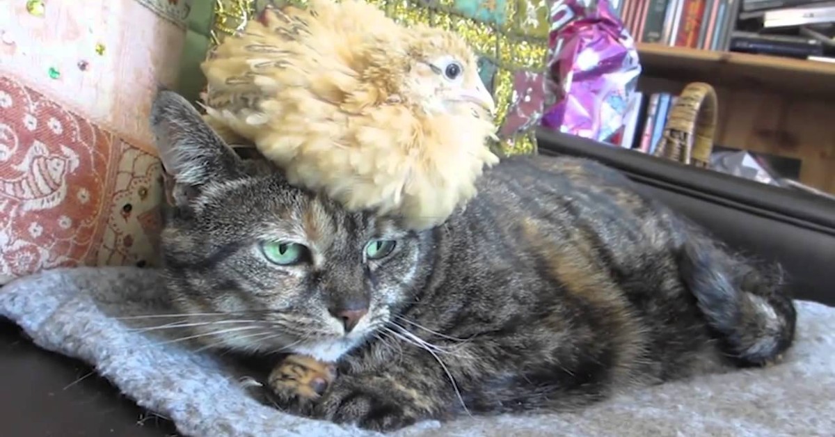 Un gattino è disturbato dalla presenza di un piccolo pulcino (VIDEO)