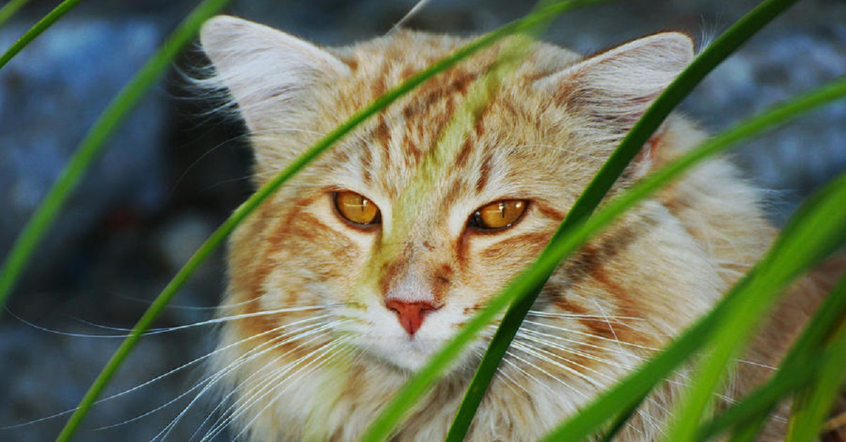 Gattino europeo ruba del cibo da un negozio, la sua strabiliante astuzia nel video