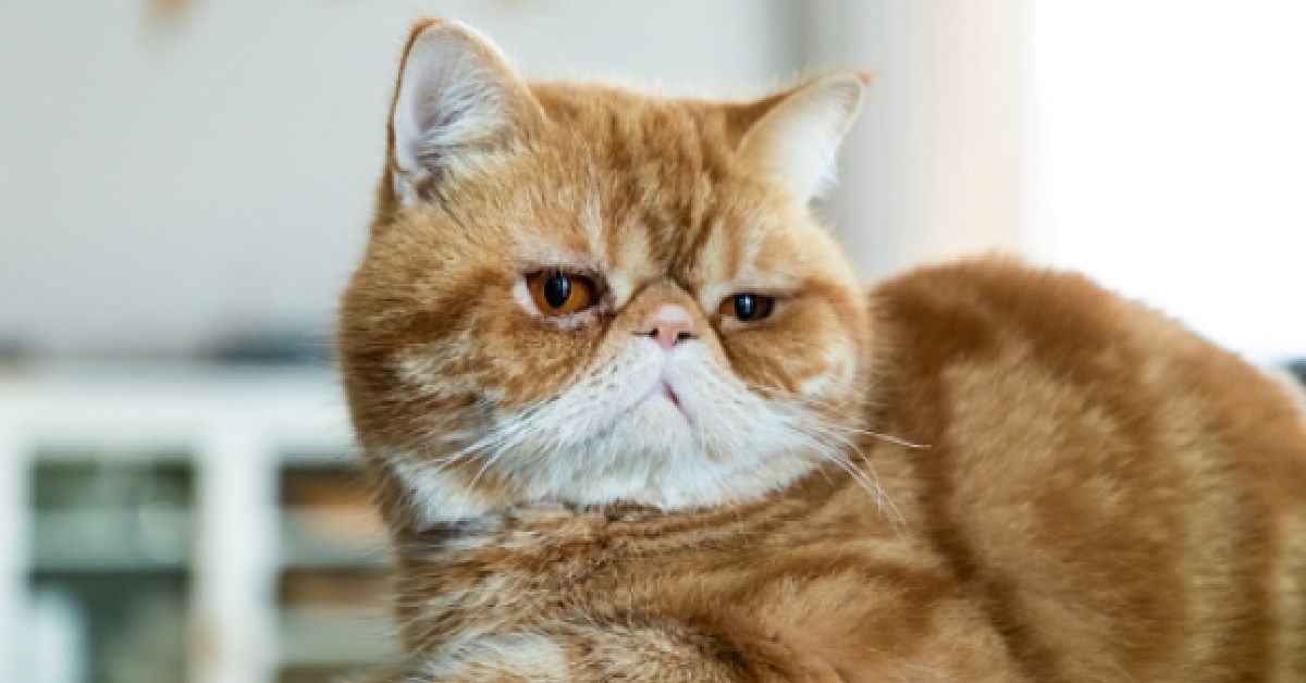 Gattino Exotic Shorthair gioca col cuscino, il video è di una tenerezza unica