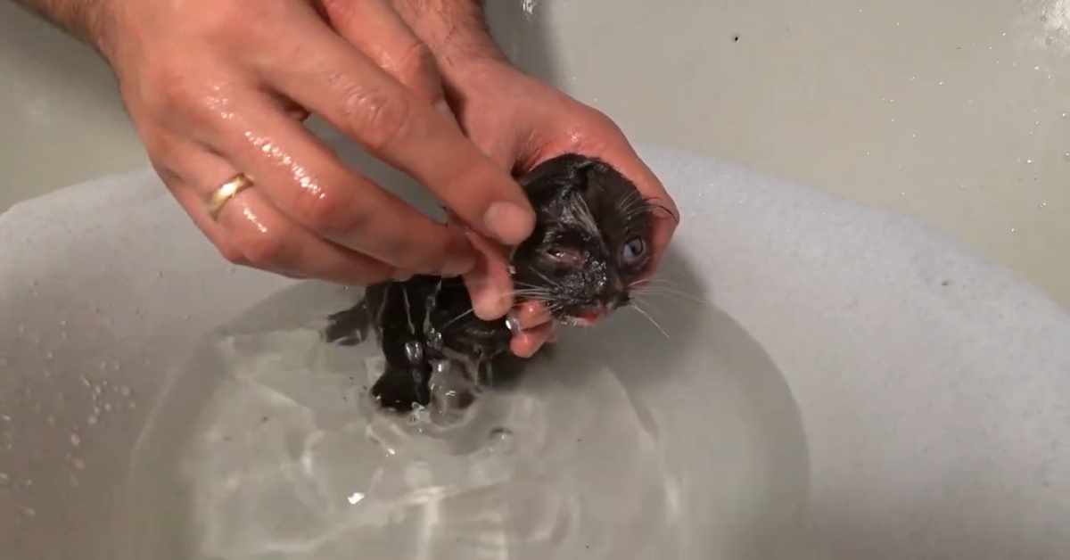Un gattino fa un bagno rigenerante e mangia dopo il bagno (VIDEO)
