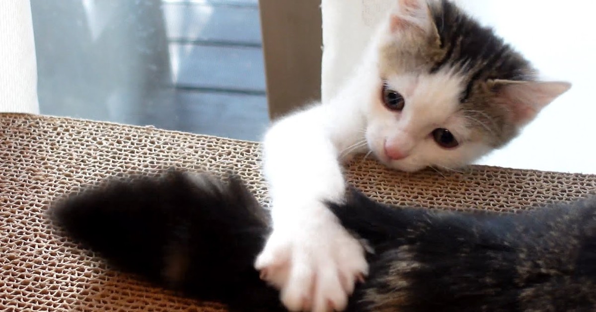 Un gattino gioca con la coda del gatto più grande (VIDEO)