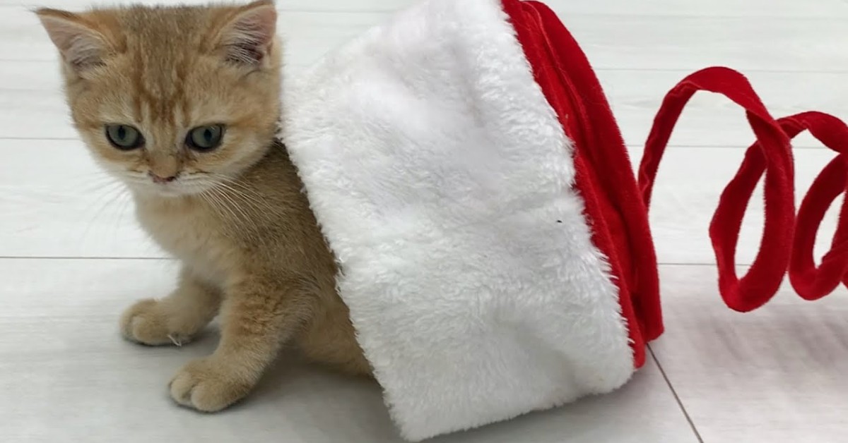 Un gattino gioca con un cappello di Natale, indossato dal suo dolce padrone (VIDEO)