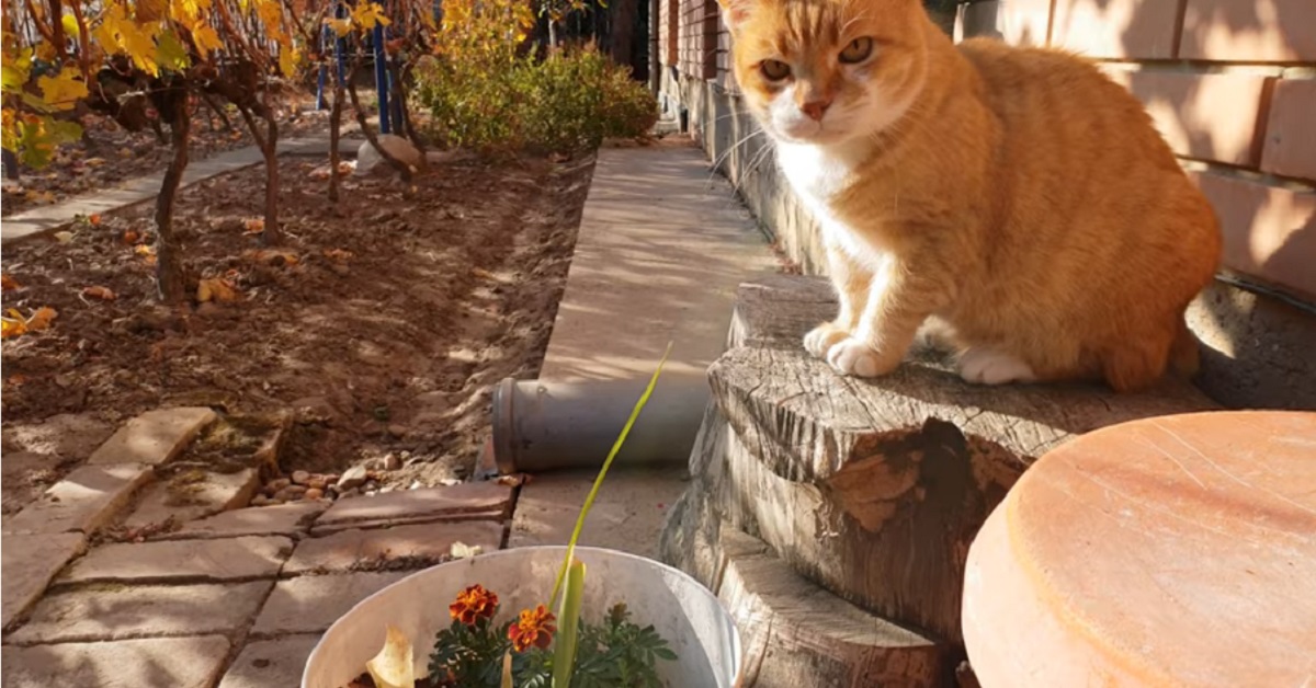 Il tenero gattino gioca con un filo d’erba (VIDEO)