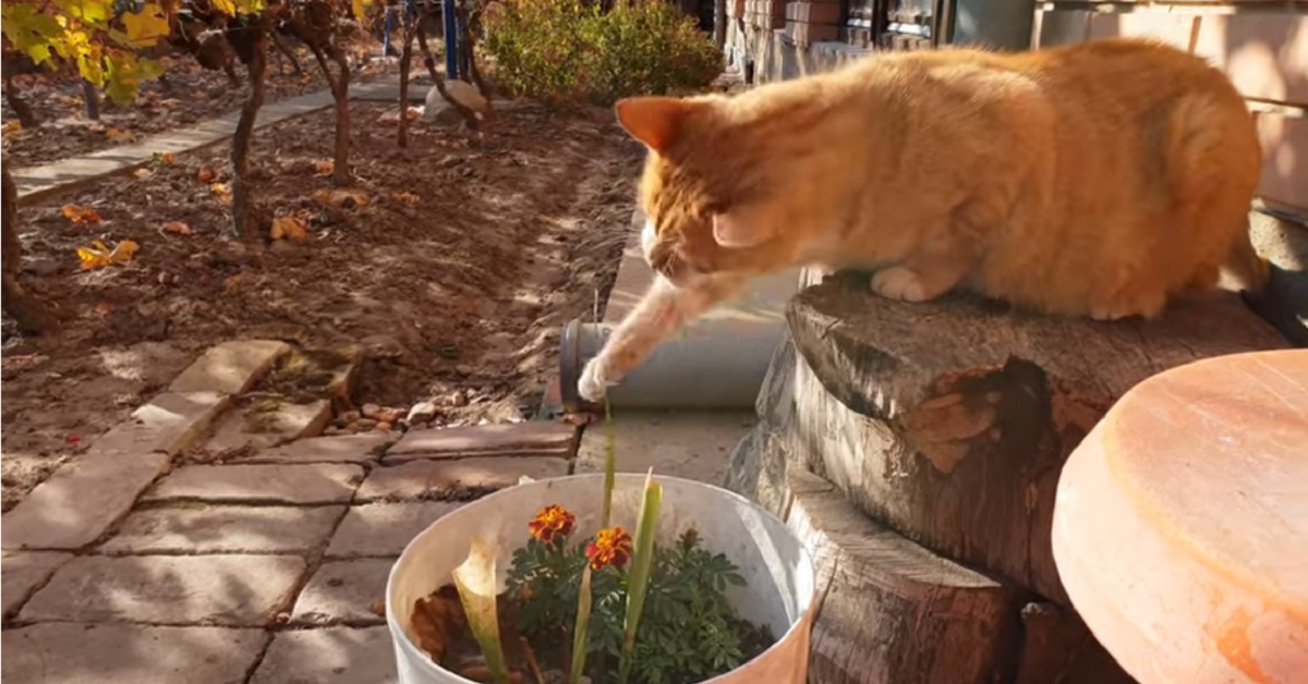 gattino gioca con un filo di erba 