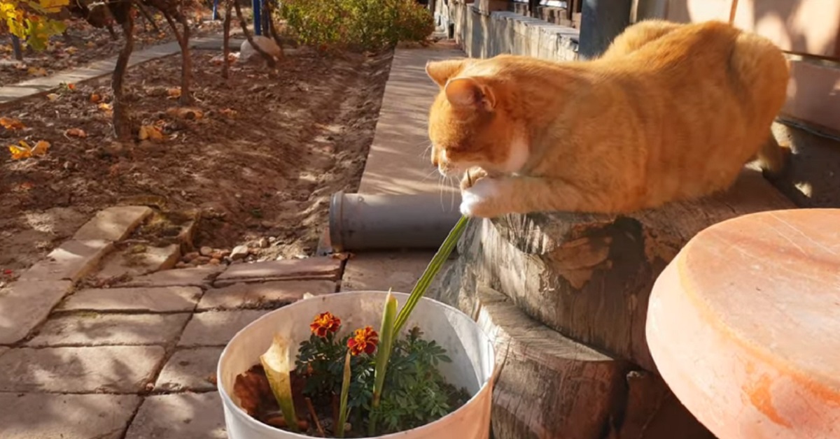 gattino gioca con un filo di erba 