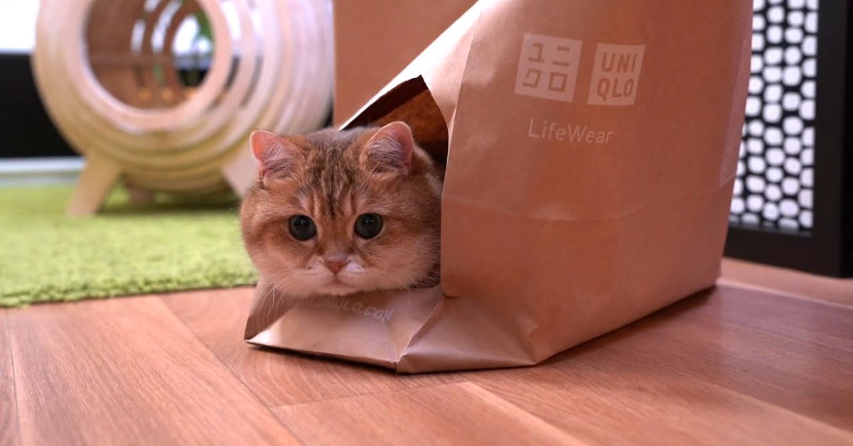 Un gattino gioca con una busta di carta e si rilassa al suo interno (VIDEO)