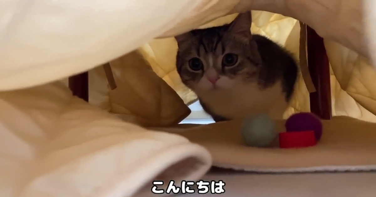 Un gattino gioca dentro una caverna costruita dalla padrona (VIDEO)
