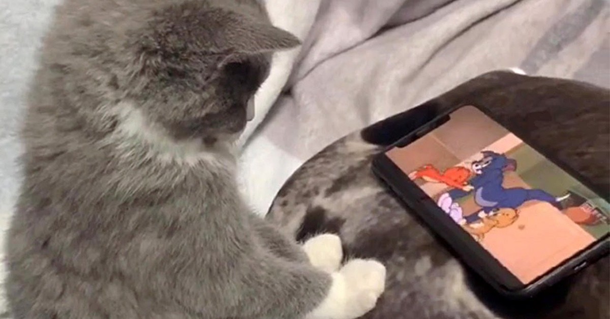Un gattino guarda Tom e Jerry dal telefono della sua padrona (VIDEO)