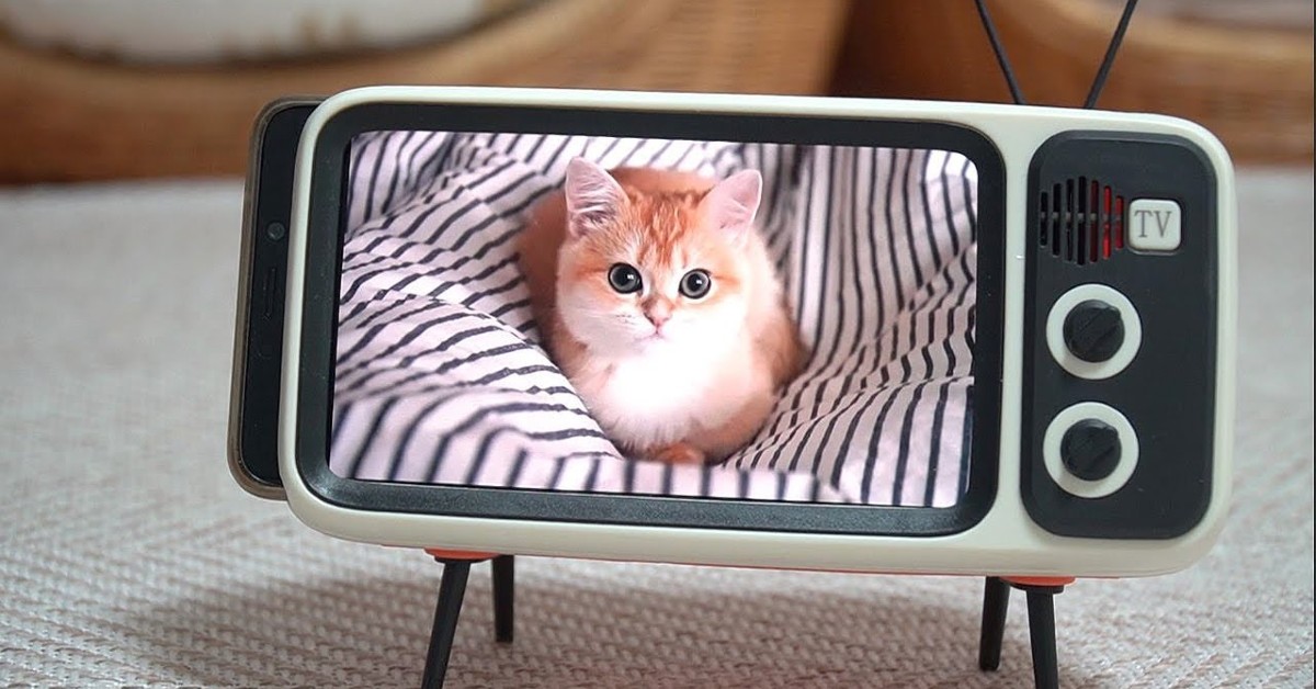 Un gattino guarda un gattino attraverso un piccolo monitor (VIDEO)