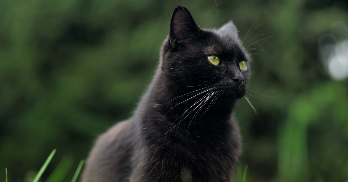 gattino impertinente giudica le cattive abitudini della mamma