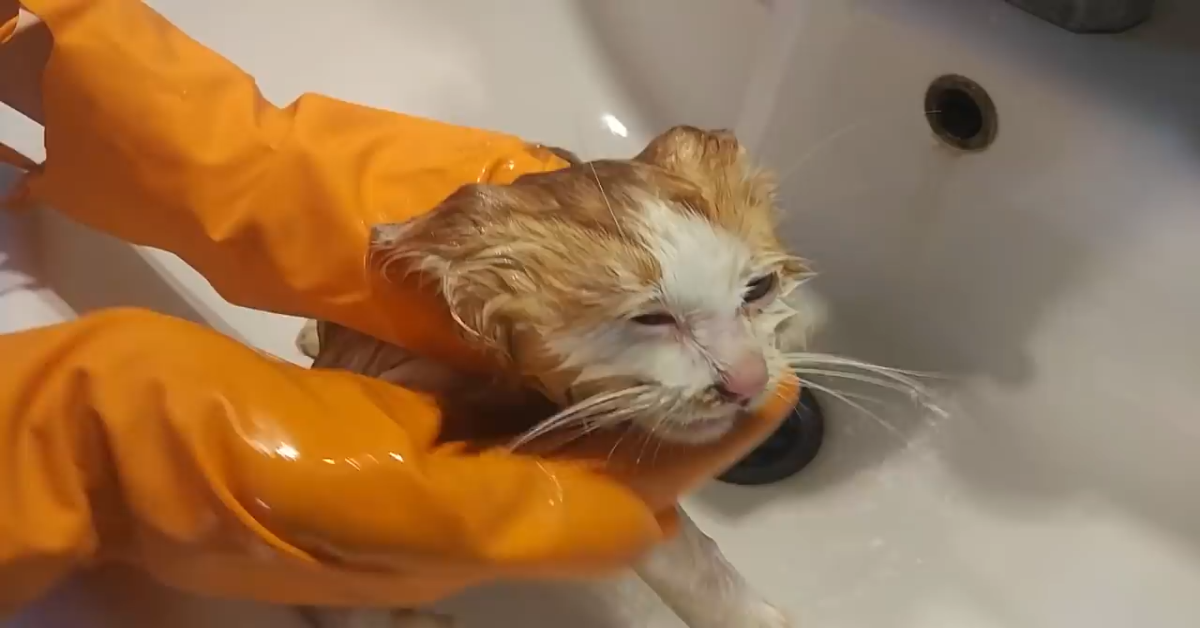 Un gattino intrappolato su un albero viene salvato e accudito (VIDEO)