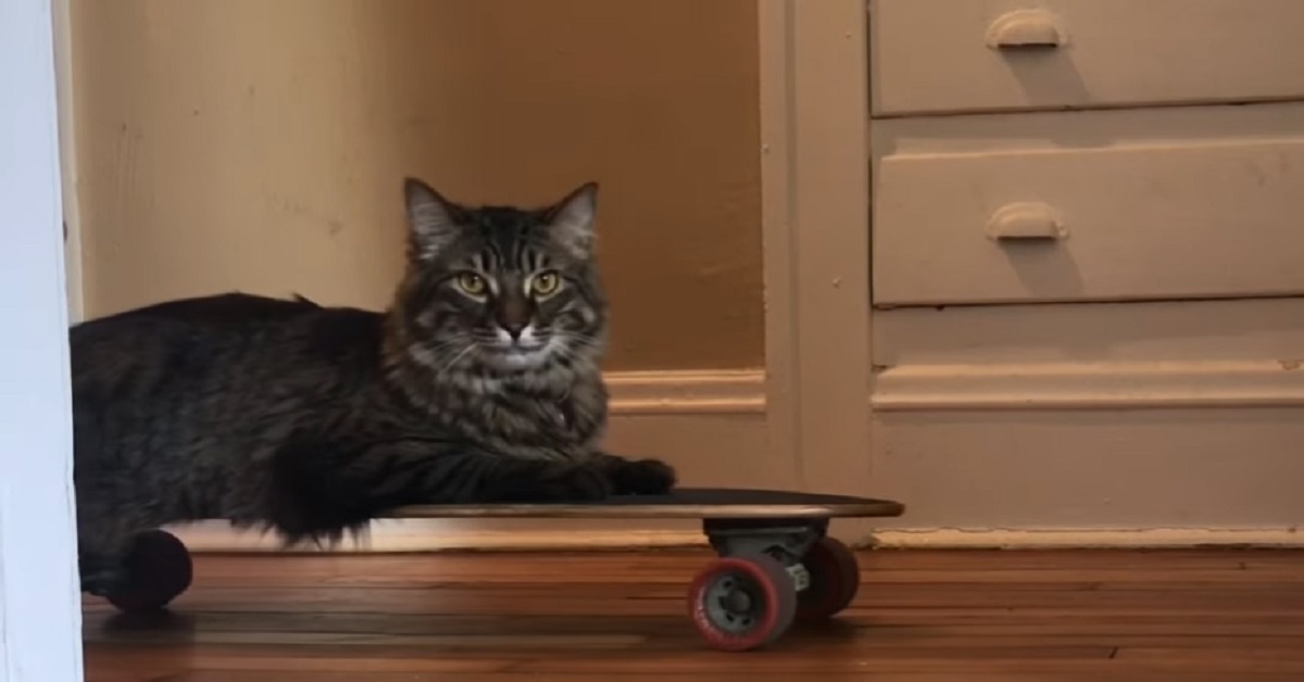 Gattino Maine Coon adora lo Skateboard, la sua meravigliosa passione in video
