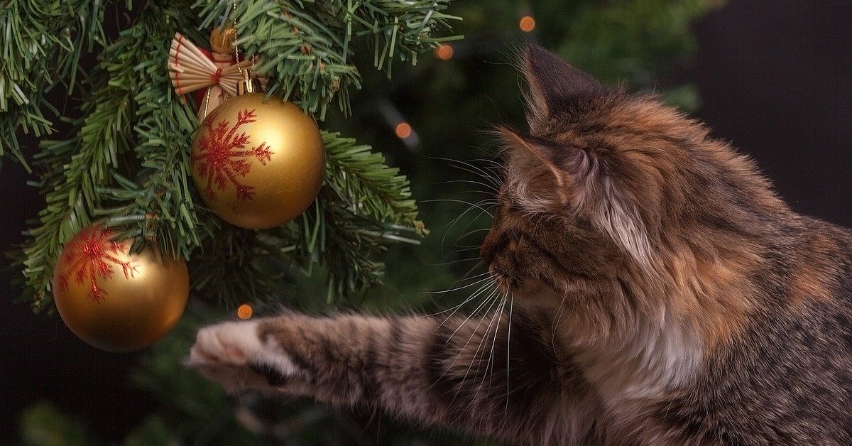 Il gattino Max controlla quali regali gli ha portato Babbo Natale (VIDEO)