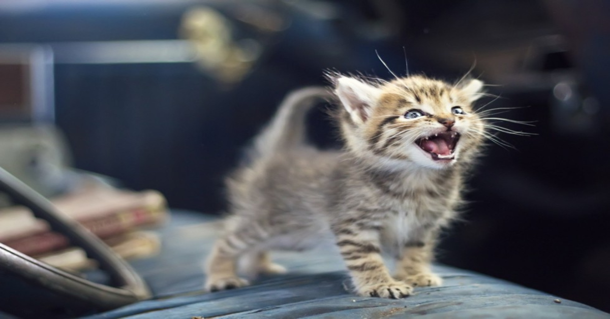 Ecco svelato il motivo per cui il gatto miagola mentre cammina da una stanza all’altra