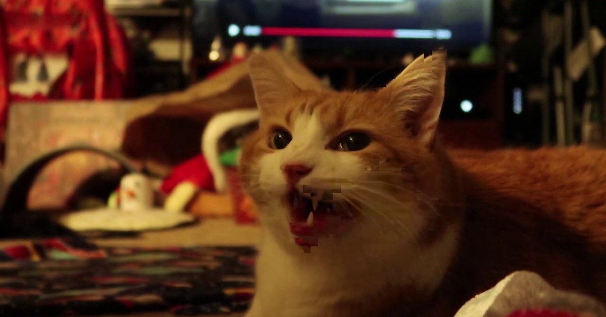 Un gattino miagola di felicità ed è dolcissimo (VIDEO)