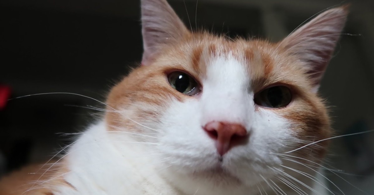 Un gattino miagola perché gli piace che il padrone lo spazzoli (VIDEO)