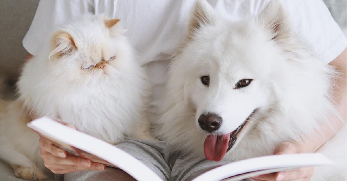 gattino persiano scontroso fa amicizia con il cagnolino di casa