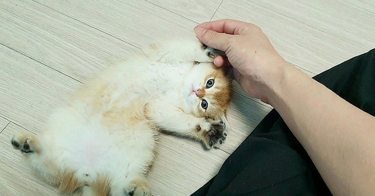 Un gattino ricerca le coccole dalla padrona che lo accontenta (VIDEO)