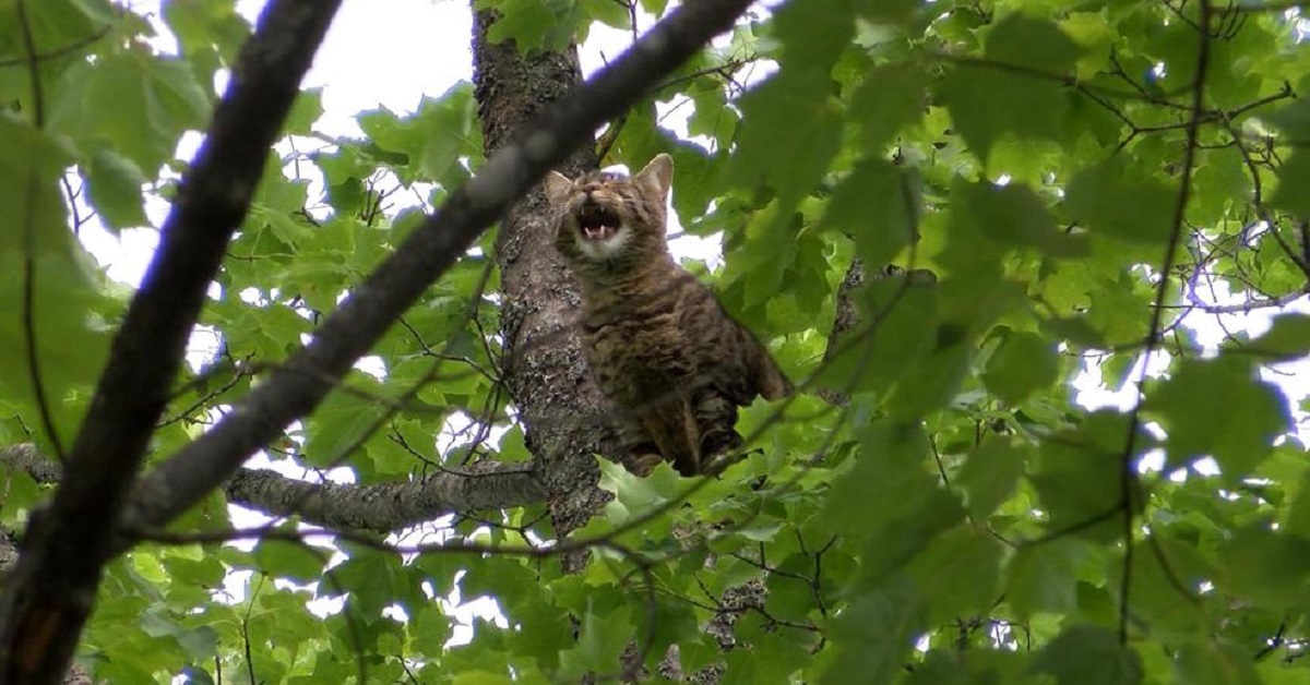 Gattino rimane bloccato sul pino e rischia di cadere, un uomo registra in video il miracoloso intervento