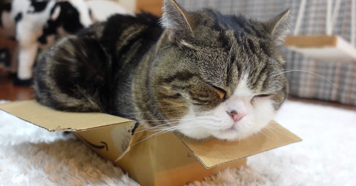 Un gattino rompe lentamente una scatola di cartone (VIDEO)