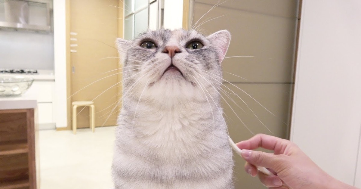 Un gattino si rilassa con uno spazzolino con cui viene accarezzato (VIDEO)