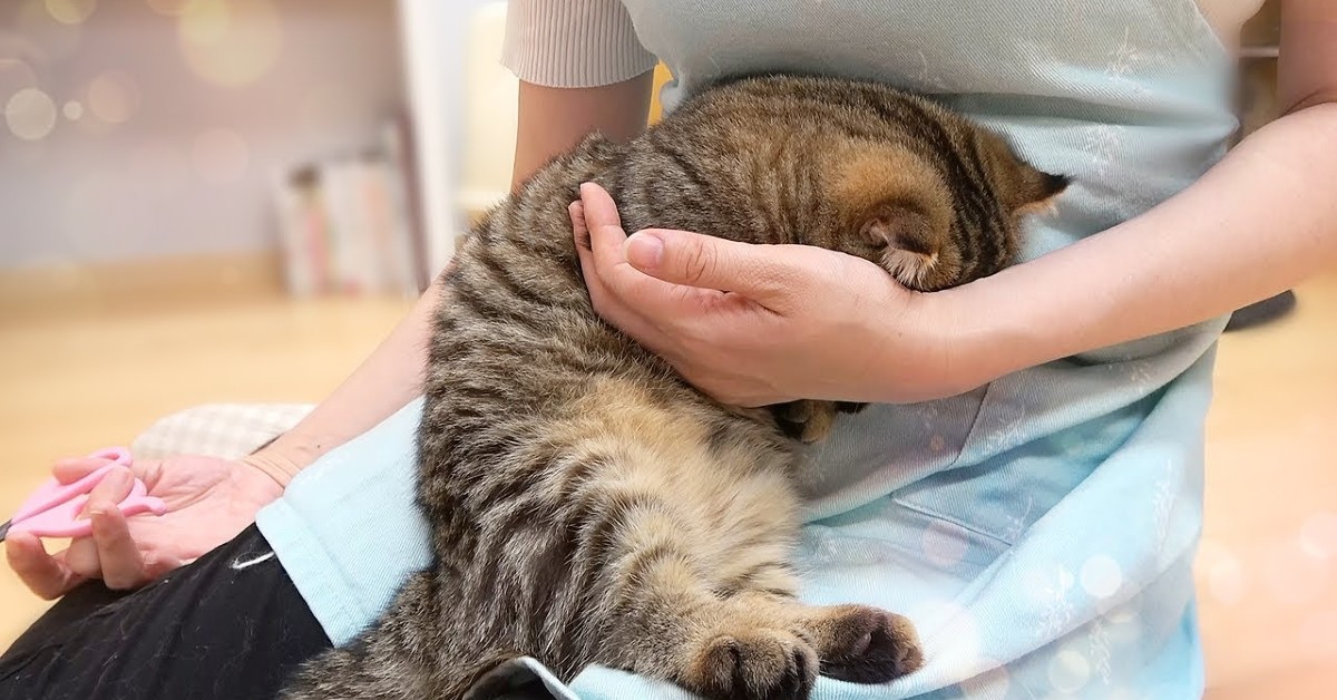 Un gattino si rilassa tra le braccia della sua dolce padrona (VIDEO)