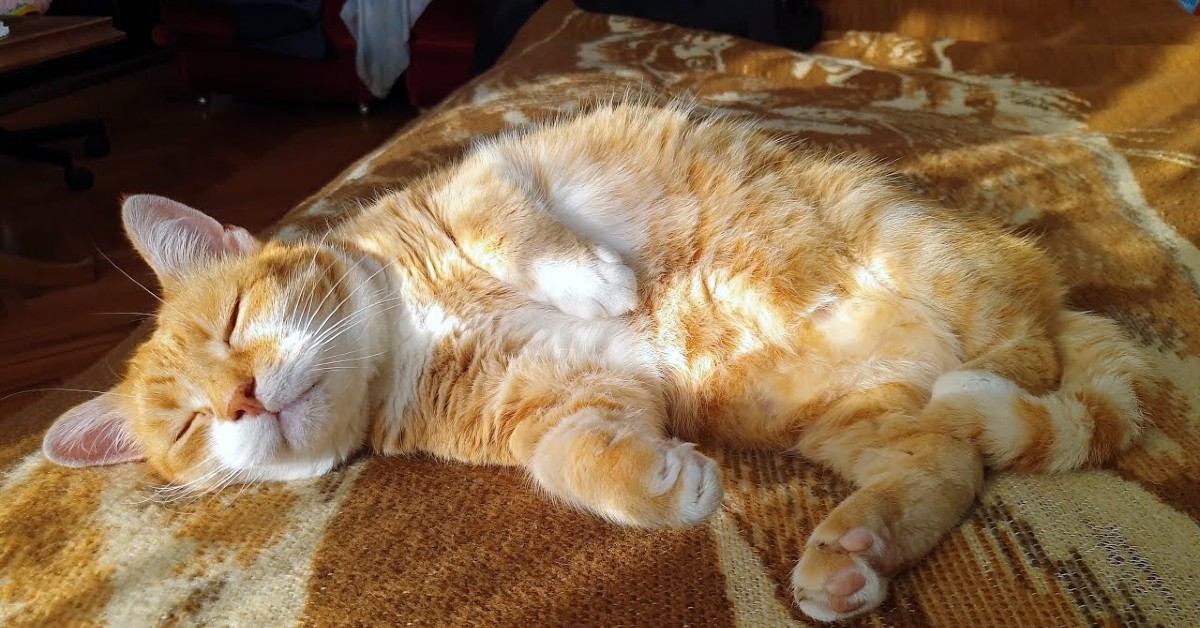 Un gattino si sveglia con molta calma innescando una dolcezza unica (VIDEO)