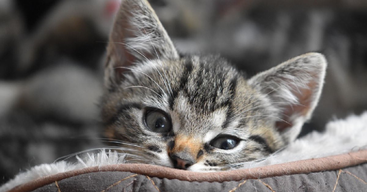 Gattino soriano si sveglia con il cibo sotto naso, la sua espressione vale tutto il video
