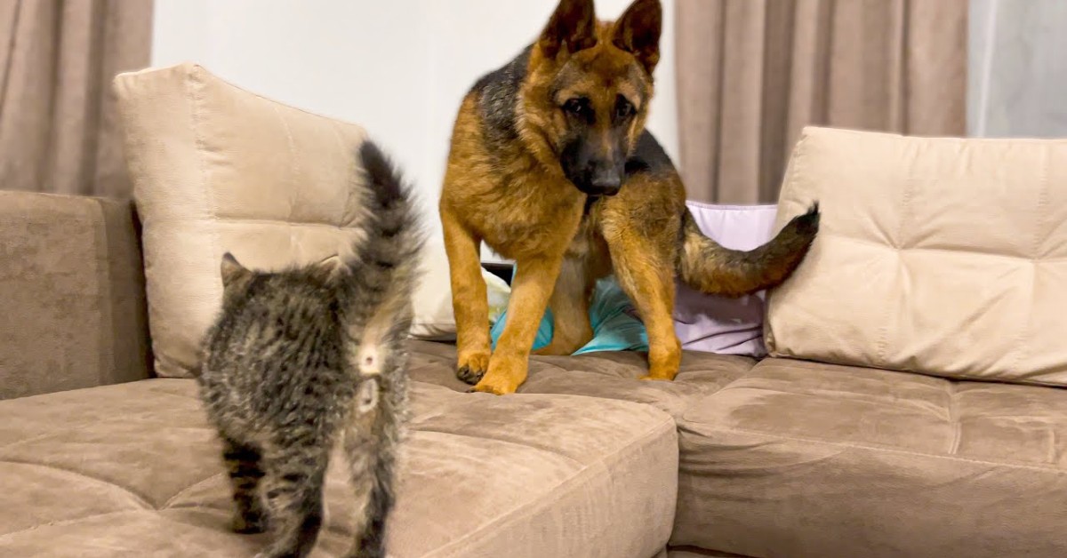 Un gattino spaventa un Pastore tedesco che cercava di fare amicizia (VIDEO)
