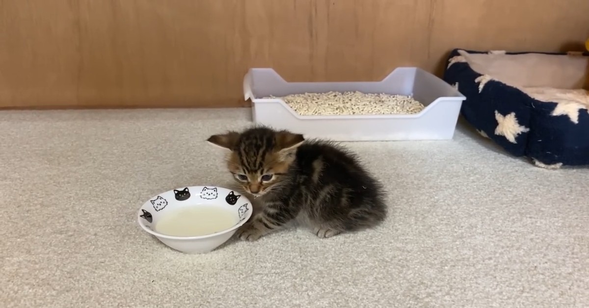 Un gattino sta sempre accanto al suo dolce padrone (VIDEO)