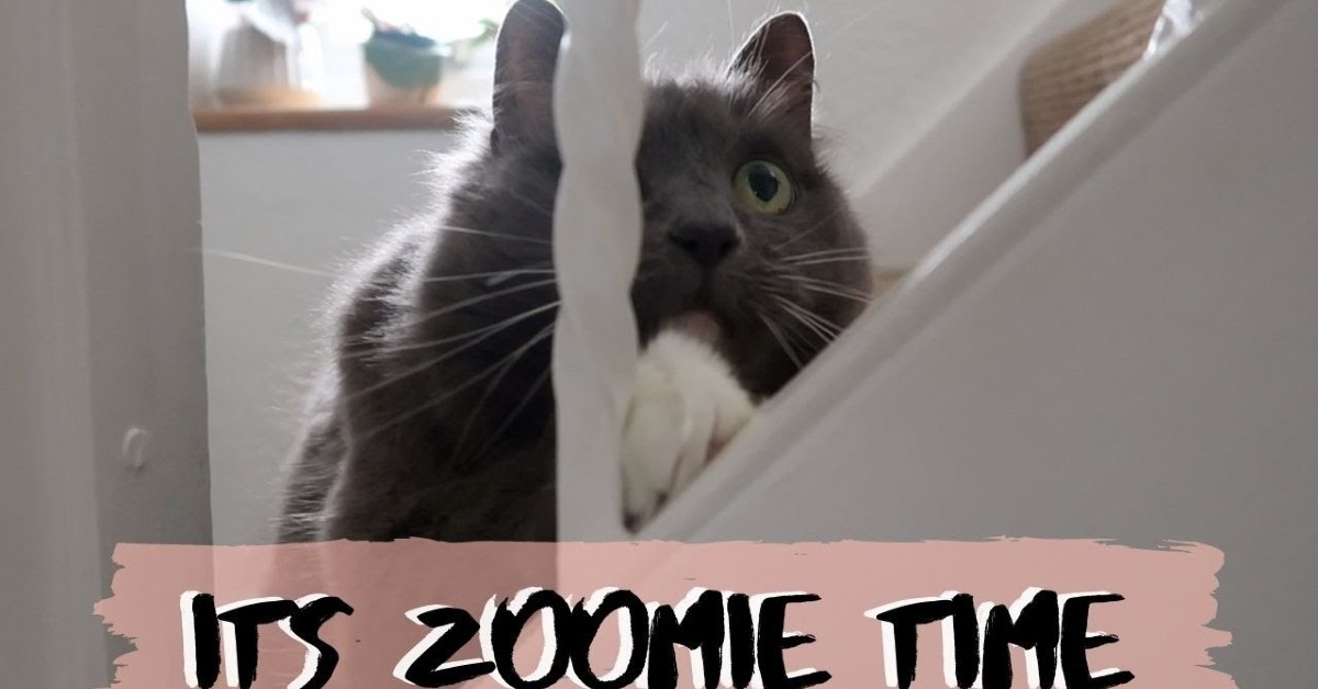 Un gattino sulle scale gioca con il suo dolcissimo padrone (VIDEO)
