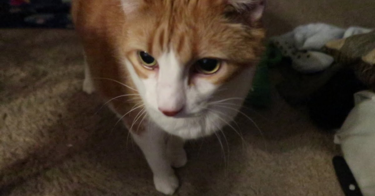 Un gattino vuole e pretende attenzioni maggiori da parte del padrone (VIDEO)