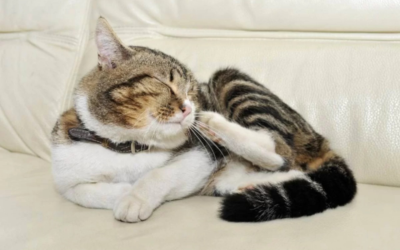 gatto che si gratta il muso mentre sta disteso sul divano