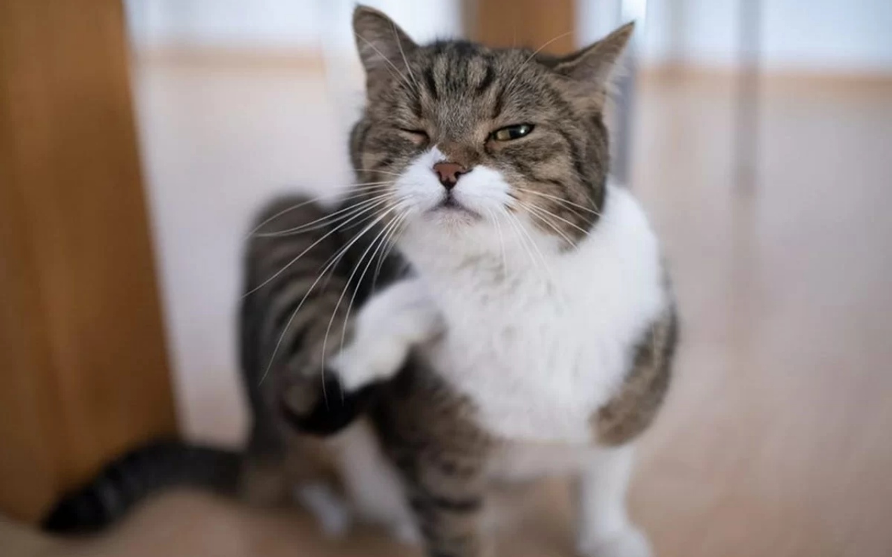 gatto che si gratta il muso con la zampa posteriore