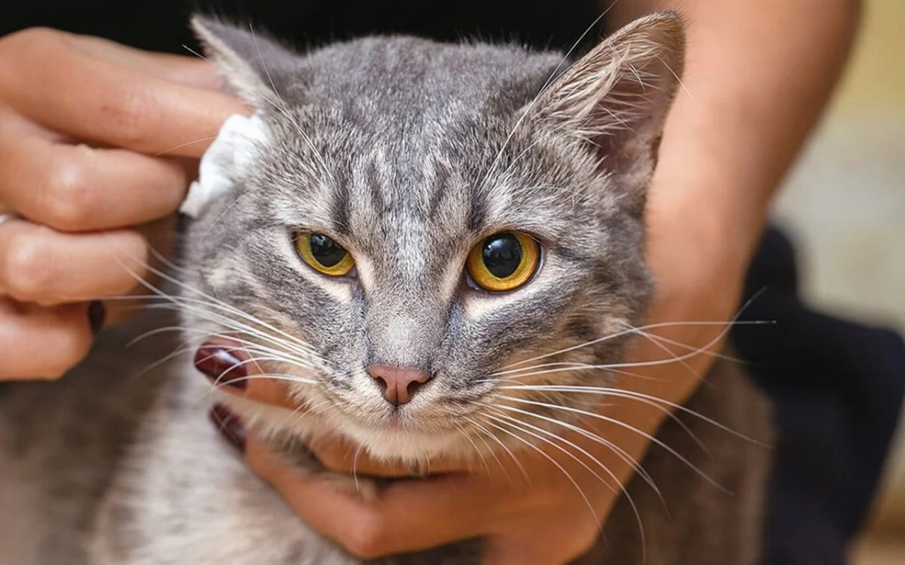 donna pulisce le orecchie al proprio gatto domestico utilizzando una garza