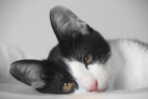 gattino con il corpo bianco e la testa nera che ha orecchie molto grandi e rotonde