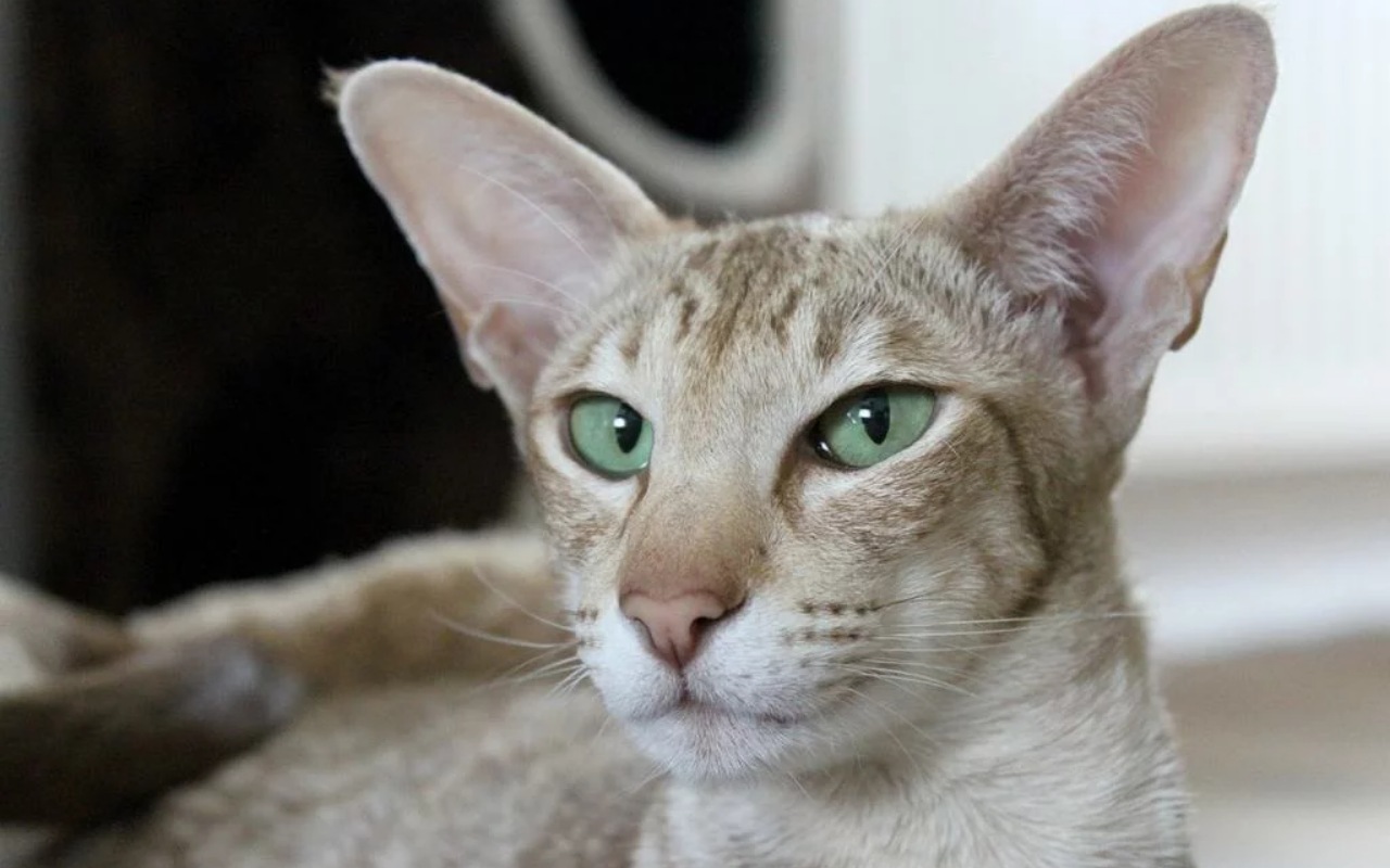 gatto con le orecchie giganti e gli occhi verdi