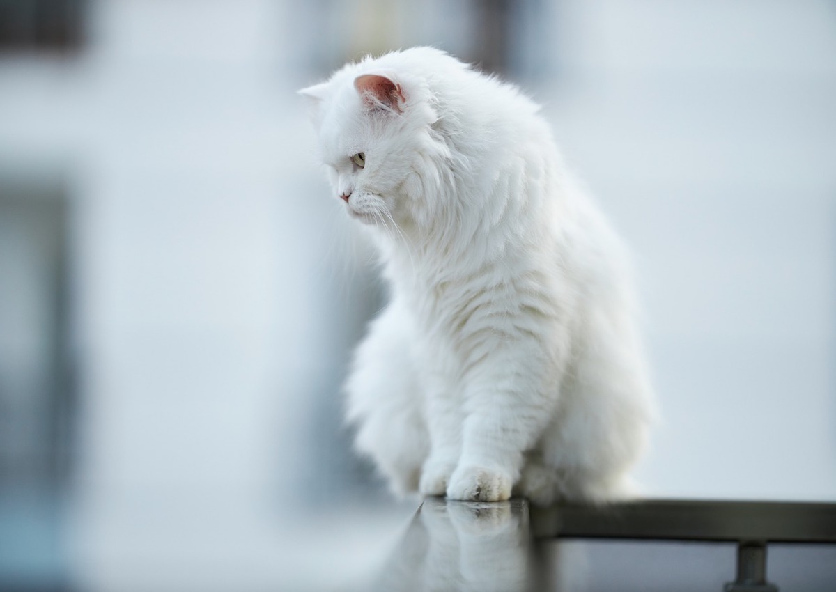 gatto pelo lungo bianco