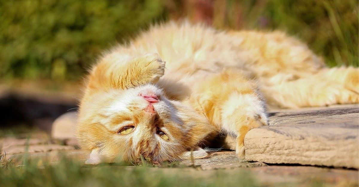 Gatto adulto fa cacca fuori dalla lettiera: come mai e cosa fare?