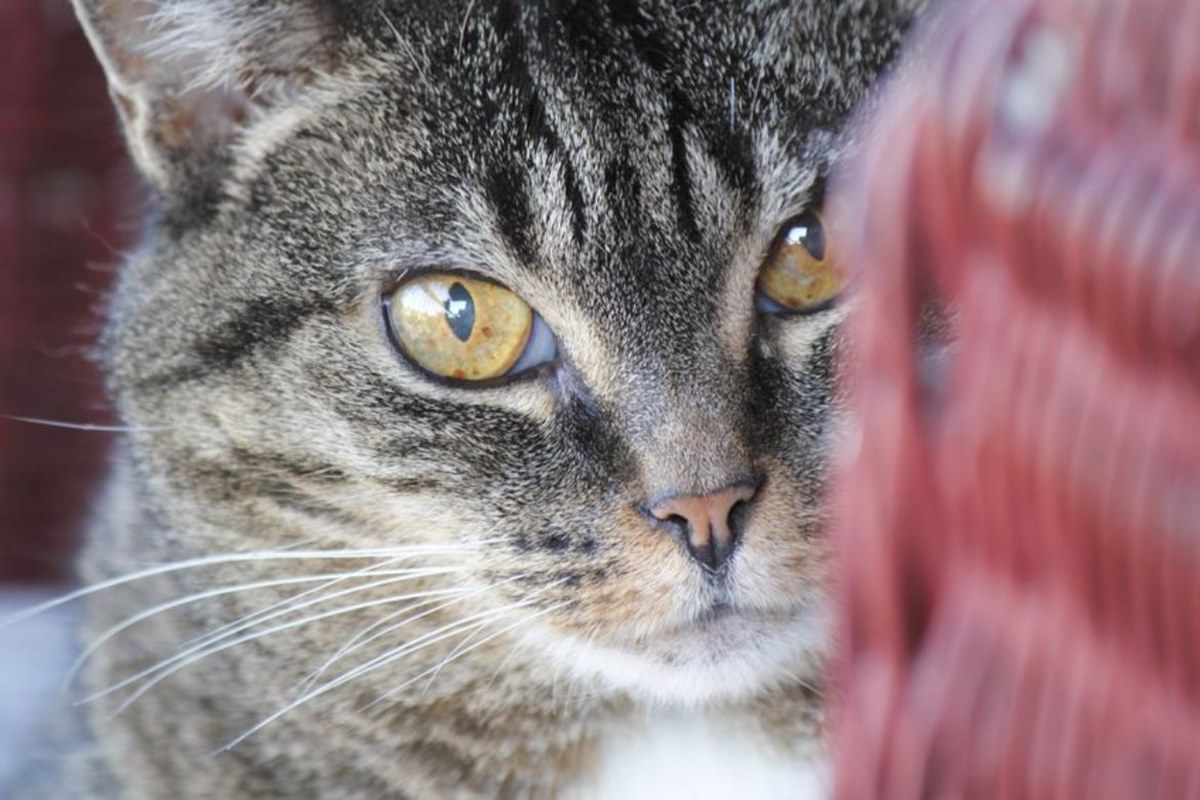 gatto che si nasconde