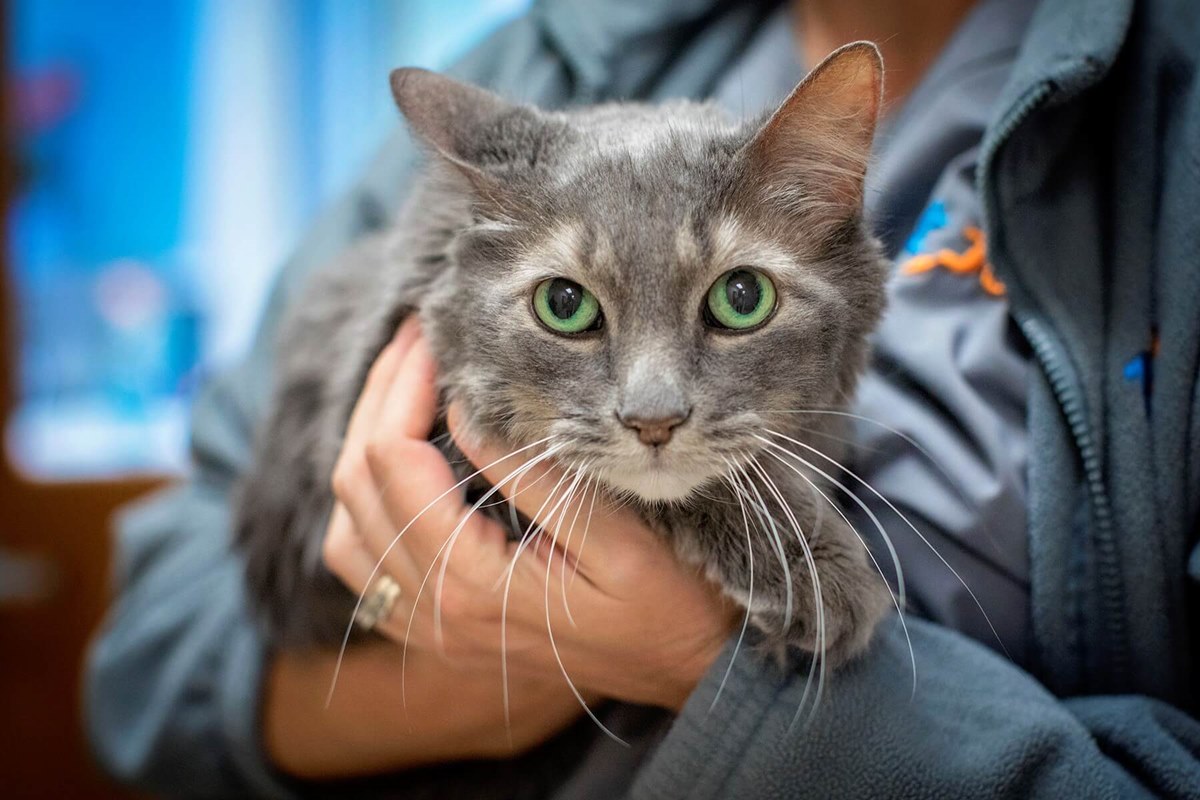 gatto anziano dal veterinario