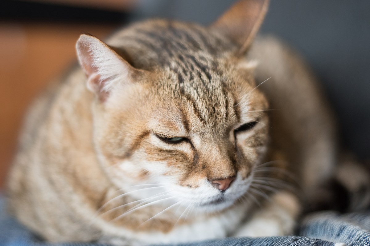 gatto che dorme