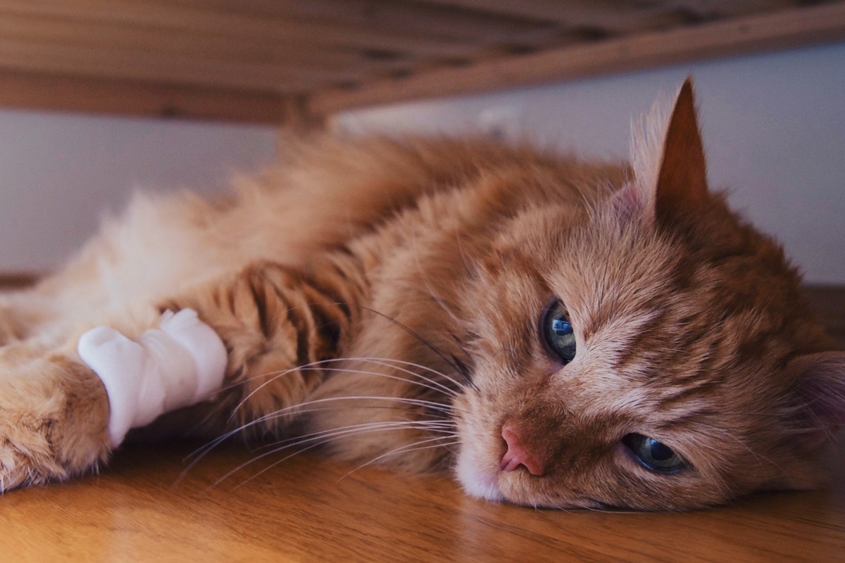 gatto nascosto sotto al letto