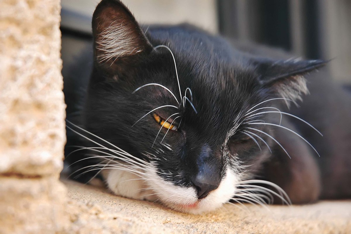 gatto bianco e nero