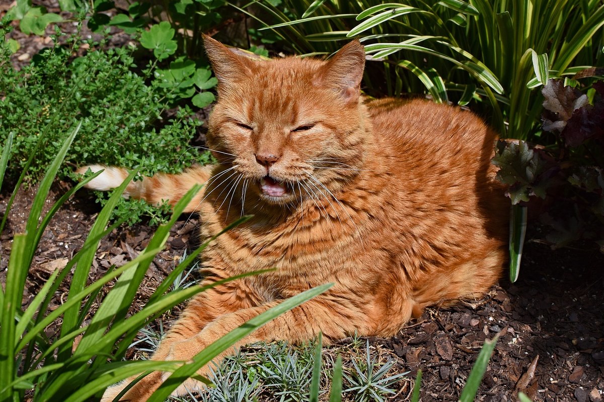 gatto arancione randagio