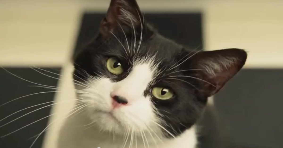 Il gattino si arrabbia con il suo padrone e gli impedisce di fare sport (VIDEO)
