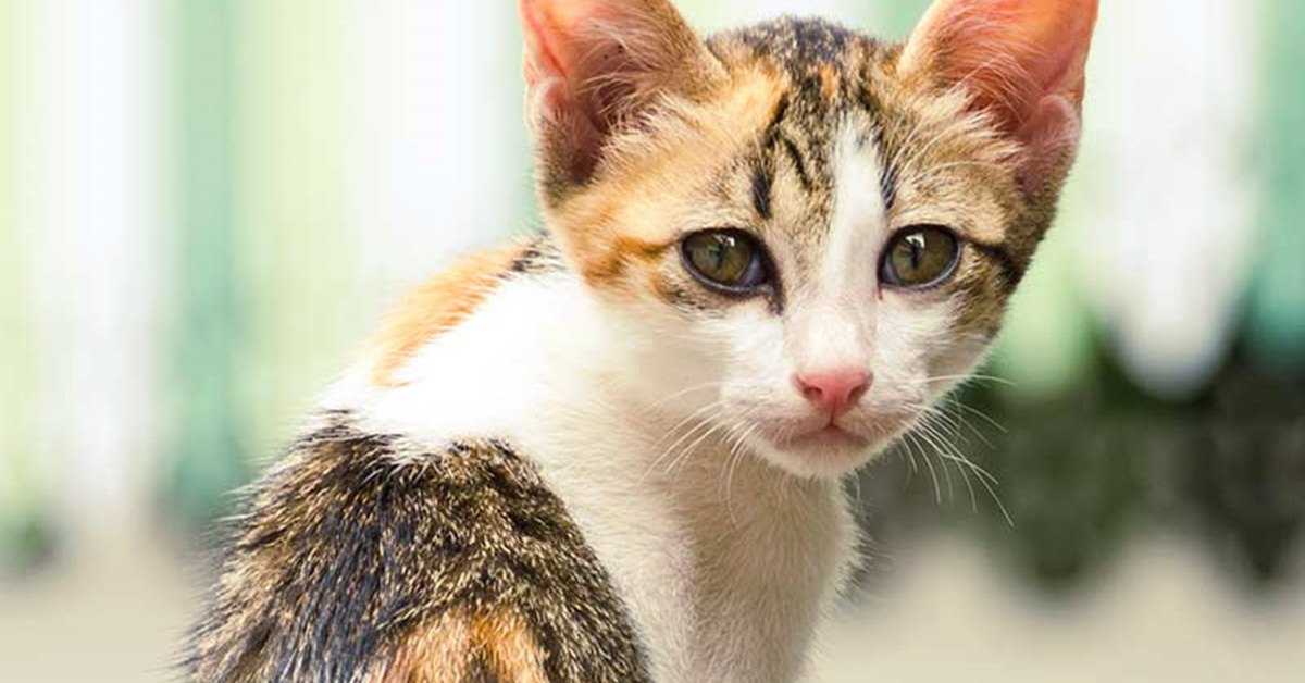 Gatto con costole sporgenti: è denutrito o ci sono altre patologie che potrebbe avere?