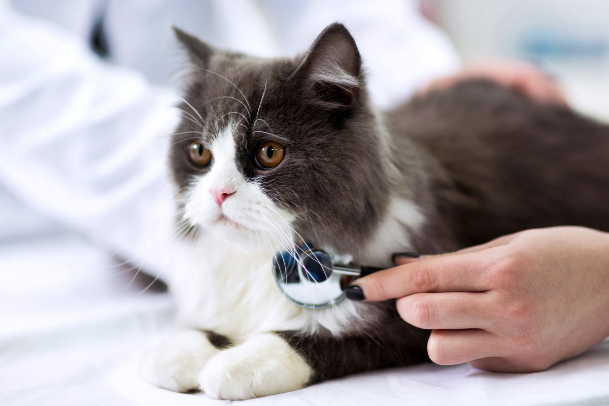 gatto dal veterinario