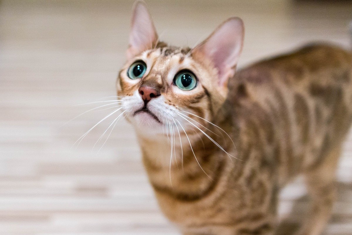 gatto con gli occhi verdi